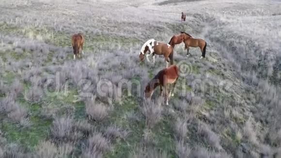 镜头在马群周围飞舞视频的预览图