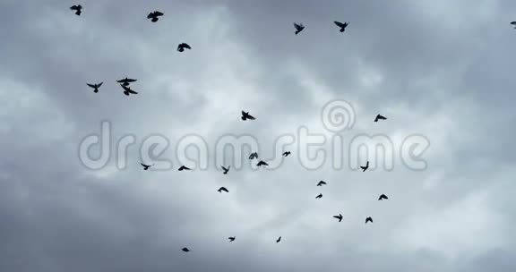 鸥群天空中的鸟群视频的预览图