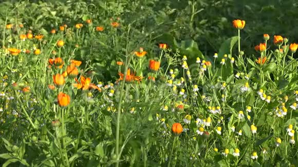金盏菊和洋甘菊在农村农家花园中生长4K视频的预览图
