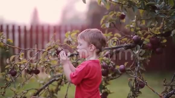 可爱的微笑的小男孩在夏天帮助收集苹果树的苹果视频的预览图
