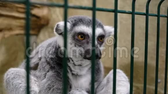 勒穆尔在笼子后面的动物园里伤心地坐着视频的预览图