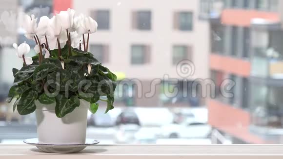 窗台上的盆子里放着白色的绣球花冬天外面下雪视频的预览图