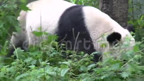 熊猫朝他的竹食走去开始吃东西视频的预览图