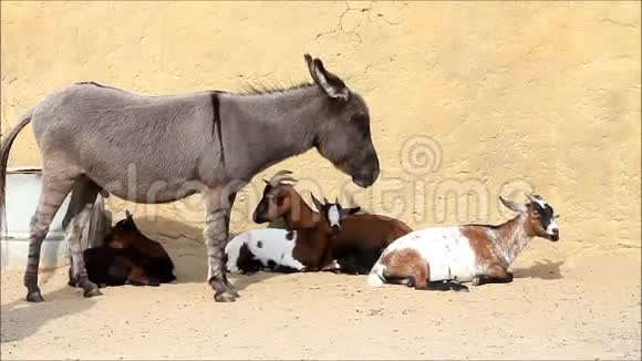 驴子和棕色山羊家族视频的预览图
