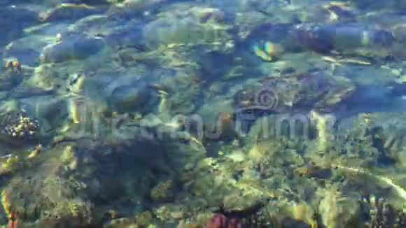 珊瑚礁上闪烁的阳光视频的预览图