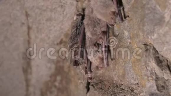 在一个很深的洞穴里进行了语音调查一群棕色的小蝙蝠正睡在山洞的天花板上野生蝙蝠视频的预览图