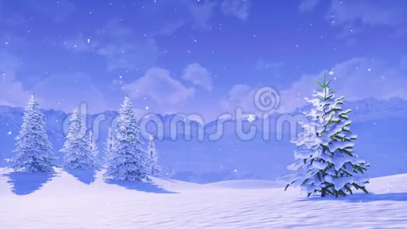 冬天的早晨白雪覆盖的杉树视频的预览图