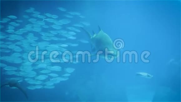 大鲨鱼特写珊瑚礁上的各种热带鱼视频的预览图