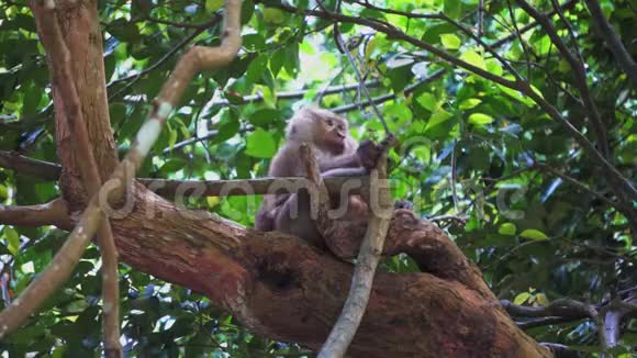 猴子坐在丛林中的树枝上视频的预览图
