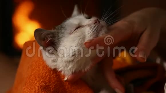 可爱的救援小猫在壁炉享受新主人的爱抚视频的预览图