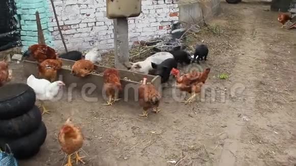 母鸡和小猪在农场院子里吃东西家养动物视频的预览图