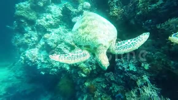 海龟朝我的相机游过来和在西巴丹岛的同伴一起视频的预览图