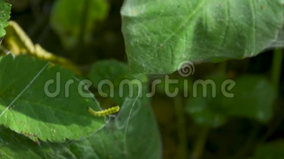 幼虫在蜘蛛网组织覆盖的植物叶片表面爬行视频的预览图