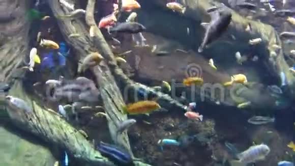 热带鱼视频的预览图