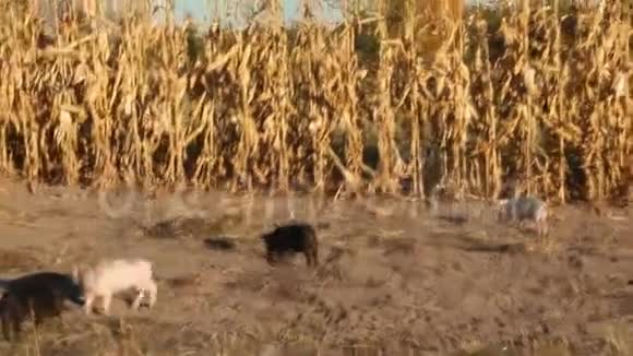 小猪在农场的玉米间的种植园里快乐地奔跑视频的预览图
