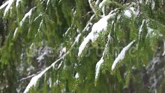 杉林落雪视频的预览图
