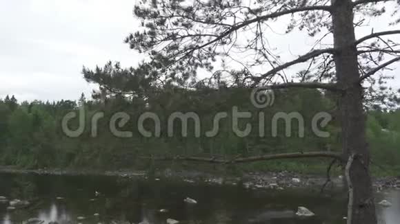 摄像机沿着生长在石质河岸上的松树移动视频的预览图