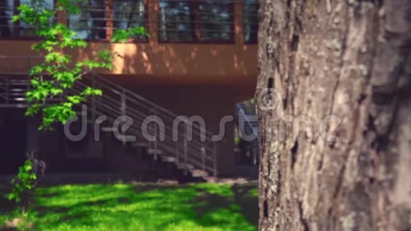 一个金发男孩从树后窥视在阳光明媚的夏日玩捉迷藏视频的预览图