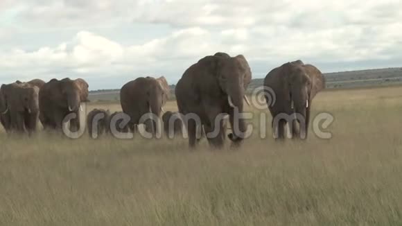 在马拉平原迁徙的大象视频的预览图