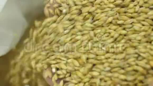 大麦麦芽装在袋子里啤酒的生产谷物酿造用原料大麦啤酒生产原料视频的预览图