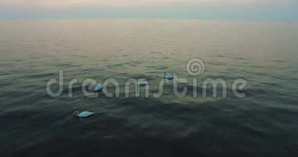 晚上在泻湖里漂浮的天鹅水面高速运动的鸟瞰图视频的预览图