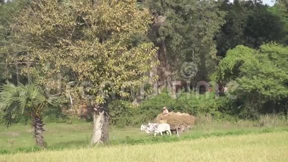 缅甸牛车载大草视频的预览图