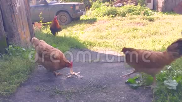 俄罗斯村庄的鸡在古老的木制建筑的背景下吃食物视频的预览图