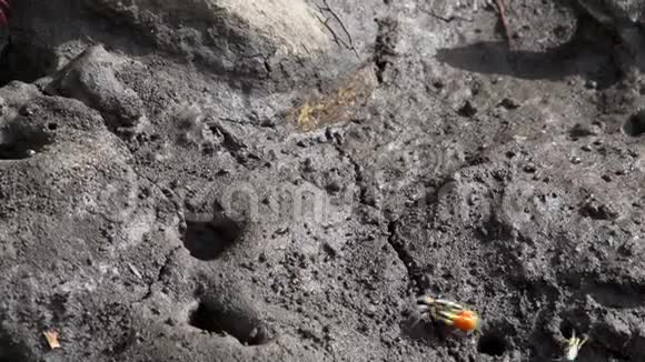 澳大利亚昆士兰州的任务海滩上小螃蟹害怕大红蟹视频的预览图