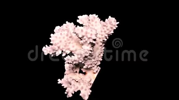 黑底白海珊瑚暖光一特写细节视频的预览图