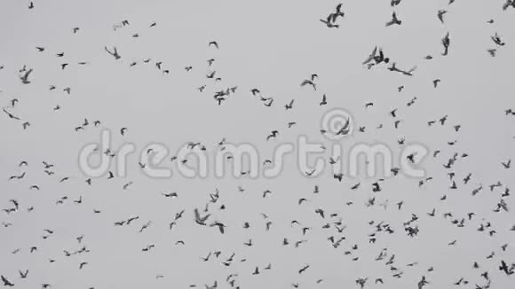鸽子群在鸟中飞翔飓风视频的预览图