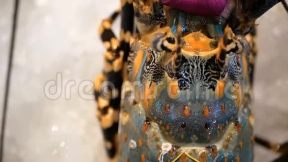 新鲜的龙虾在冰上亚洲街头美食刺虾特写视频的预览图