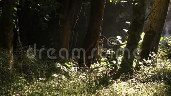 有阳光和瀑布的森林视频的预览图
