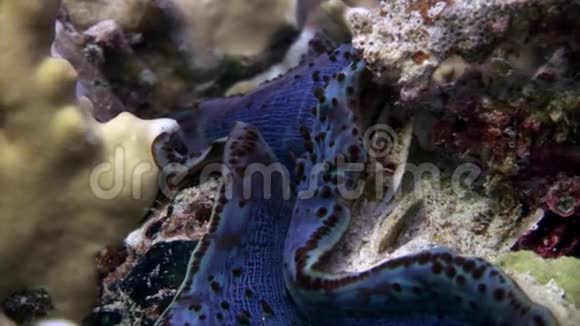 赤海中紫色地幔的鳞片巨人视频的预览图