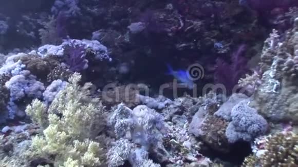 水下放松视频关于鱼在珊瑚礁纯透明的红海视频的预览图