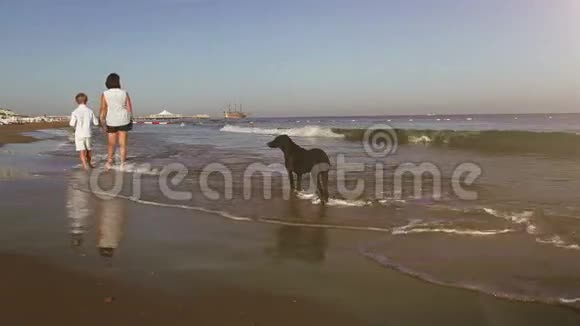 母亲和儿子牵着狗沿着海岸散步视频的预览图