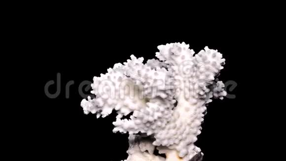 黑底白海珊瑚特写细节视频的预览图