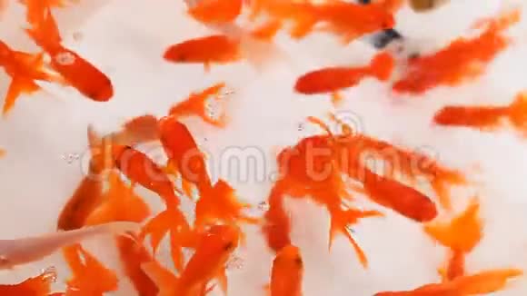 香港的鱼市装饰金鱼视频的预览图