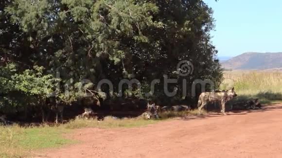 非洲野生狗包视频的预览图