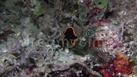 羽状蝙蝠鱼幼鱼体黑色在RajaAmpat有明亮的橙黄色边缘视频的预览图