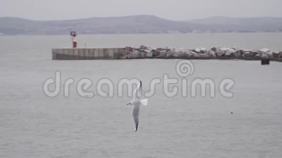 海鸥飞过水面慢速视频视频的预览图