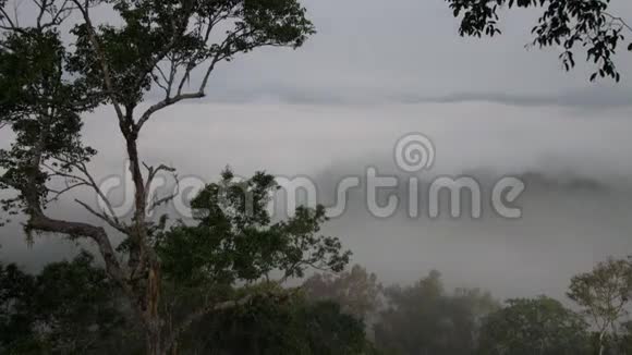 雾中热带森林的俯视图安德列夫视频的预览图