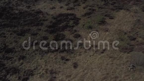 女孩与苔藓在田野跳舞4k无人驾驶飞机射击视频的预览图