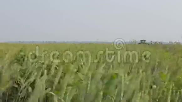 在风中摇曳的麦穗视频的预览图