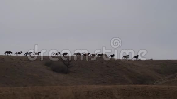 马的剪影在山脊上奔跑视频的预览图