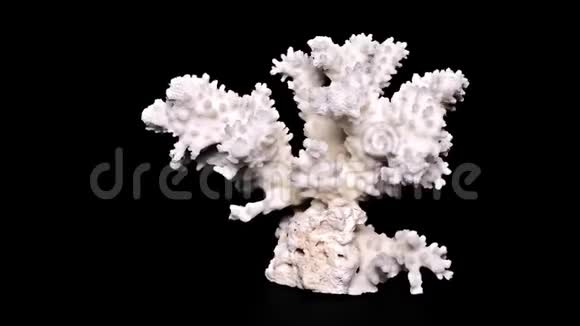 黑底白海珊瑚特写细节视频的预览图