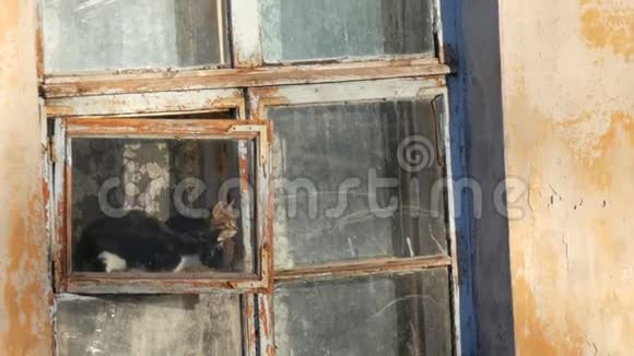 两只有趣的猫坐在老式的窗户里看着外面视频的预览图