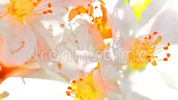 杏花在春天盛开视频的预览图