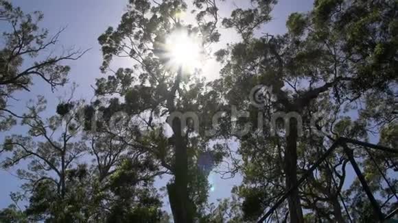 西澳大利亚州玛格丽特河森林的阳光透过林盘视频的预览图