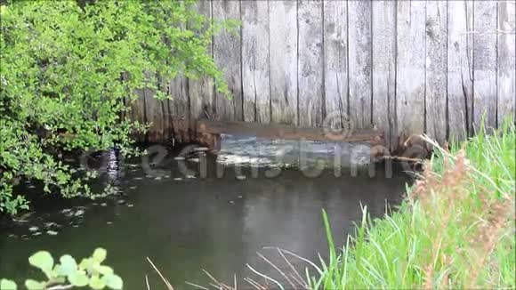 小溪边有木墙视频的预览图