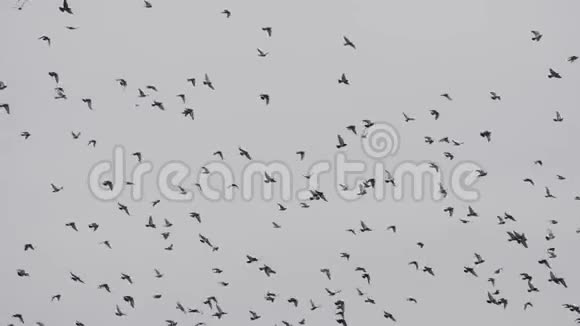 鸟儿成群结队鸽子成群结队地飞向蓝天视频的预览图